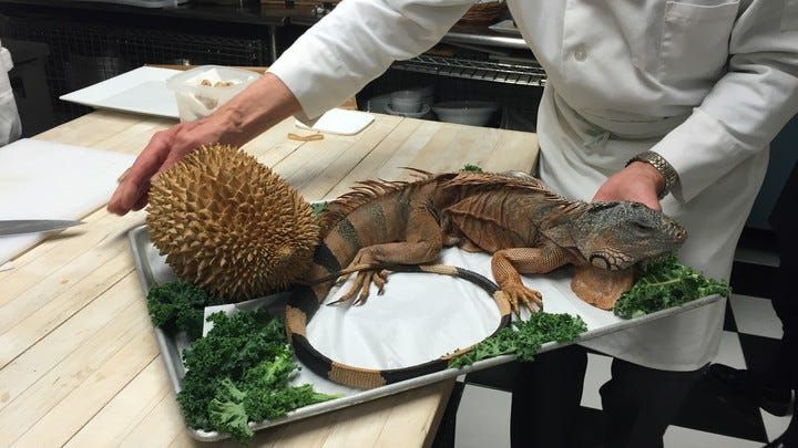 Legendary yearly gala where you can eat Iguana